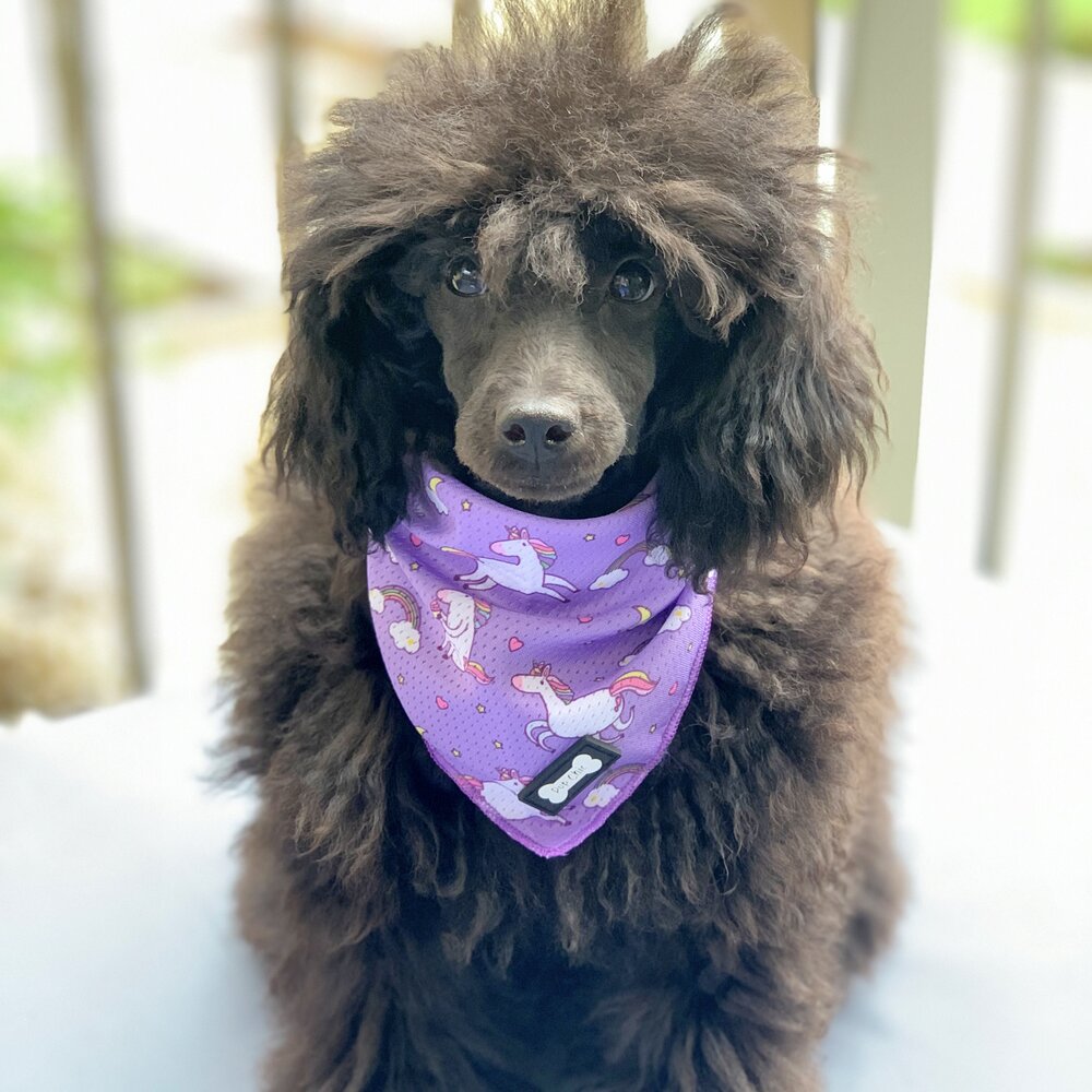 Daydreams and Unicorns Cooling Bandana | Shop Brit | UK Pet Shop | Pet Products