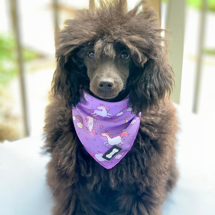 Daydreams and Unicorns Cooling Bandana | Shop Brit | UK Pet Shop | Pet Products