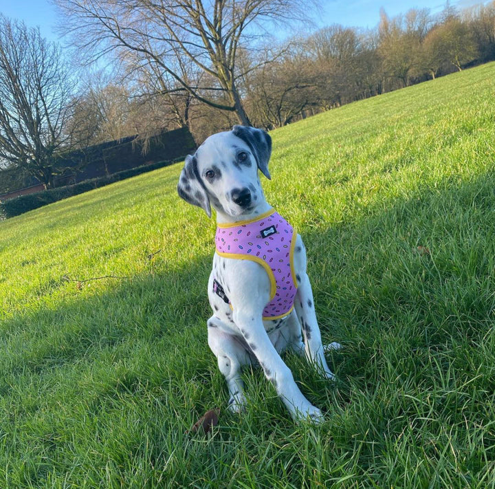 Sprinkles for Days reversible harness | Shop Brit | UK Pet Shop | Pet Products