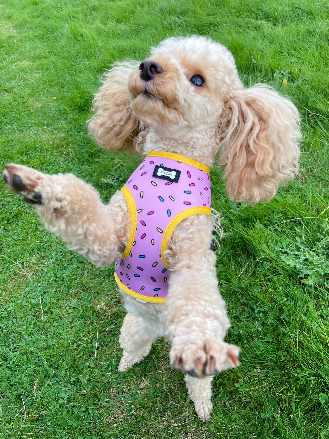 Sprinkles for Days reversible harness | Shop Brit | UK Pet Shop | Pet Products