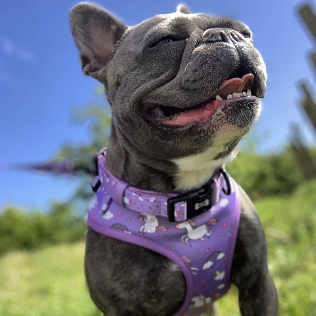 Daydreams and Unicorns Collar | Shop Brit | UK Pet Shop | Pet Products