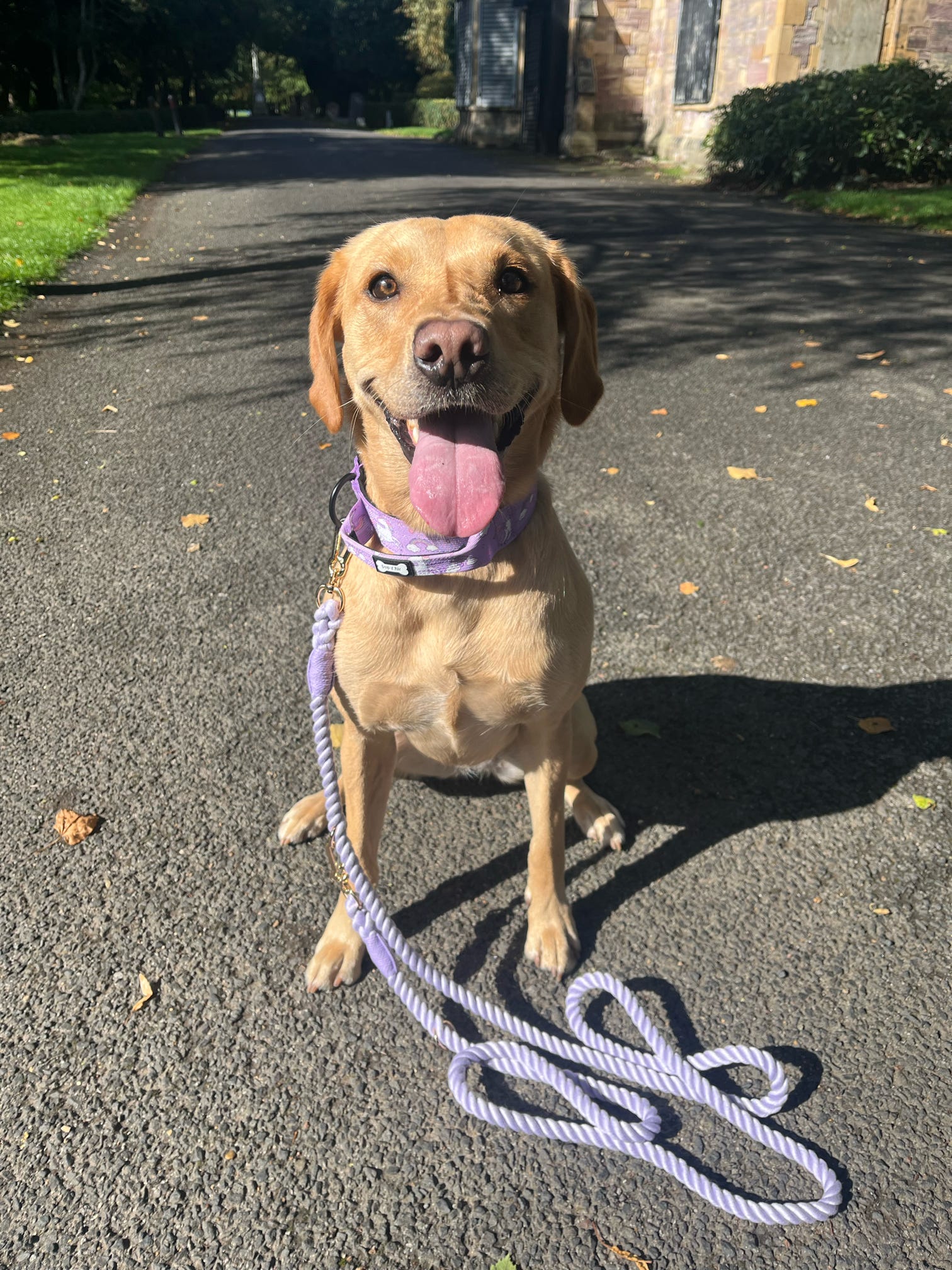 Daydreams and Unicorns Tactical Dog Collar | Shop Brit | UK Pet Shop | 