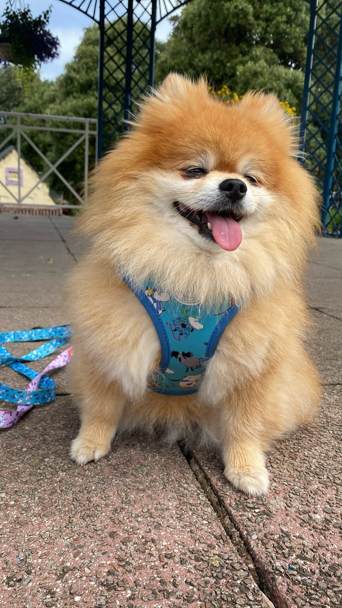 Moomins Blue Holiday Dogs Padded Harness by Soho Poms | Shop Brit | UK Pet Shop | Dog Harnesses