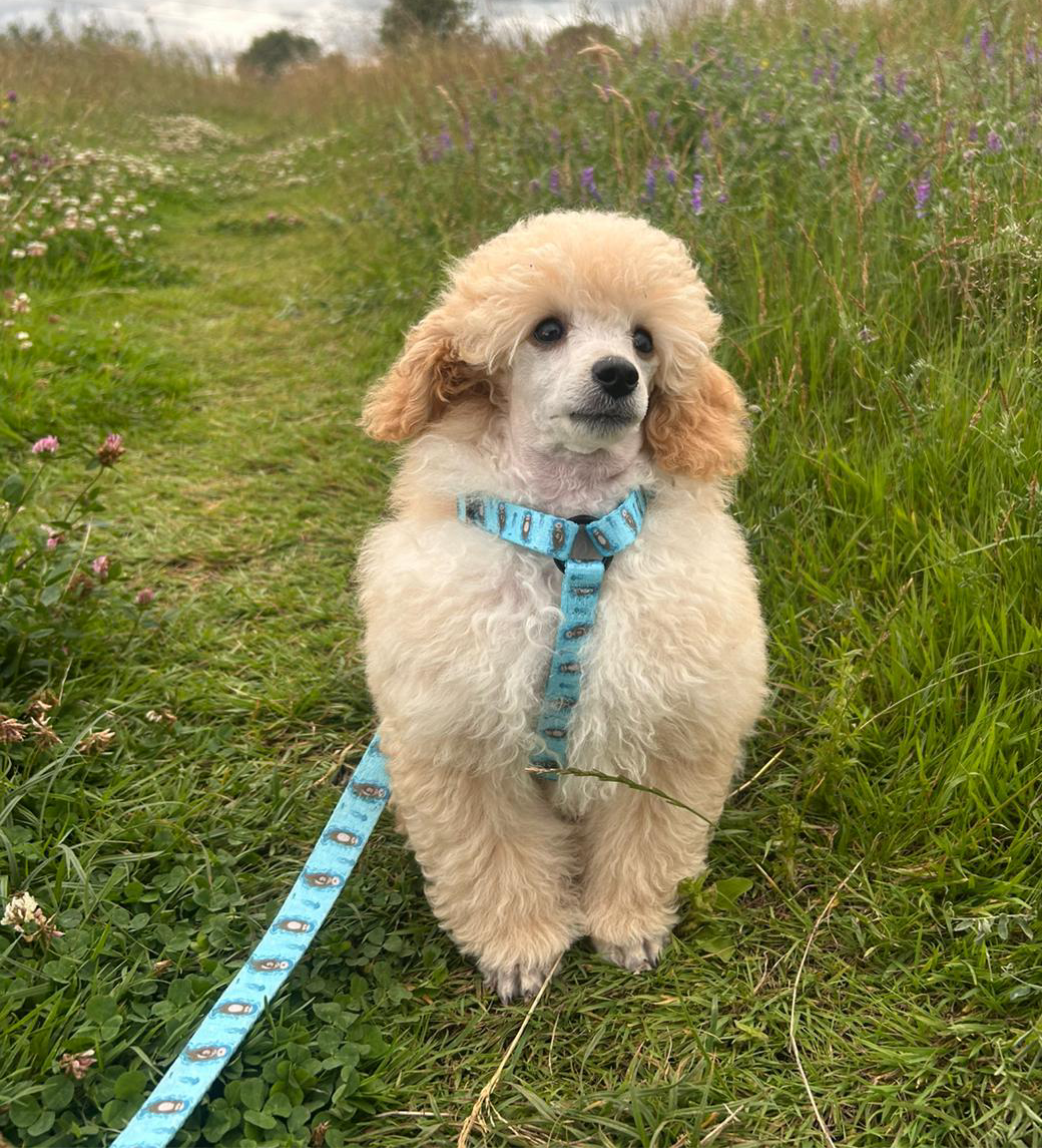 Otterly Lovely XXXS Puppy Harness | Shop Brit | UK Pet Shop | Pet Products