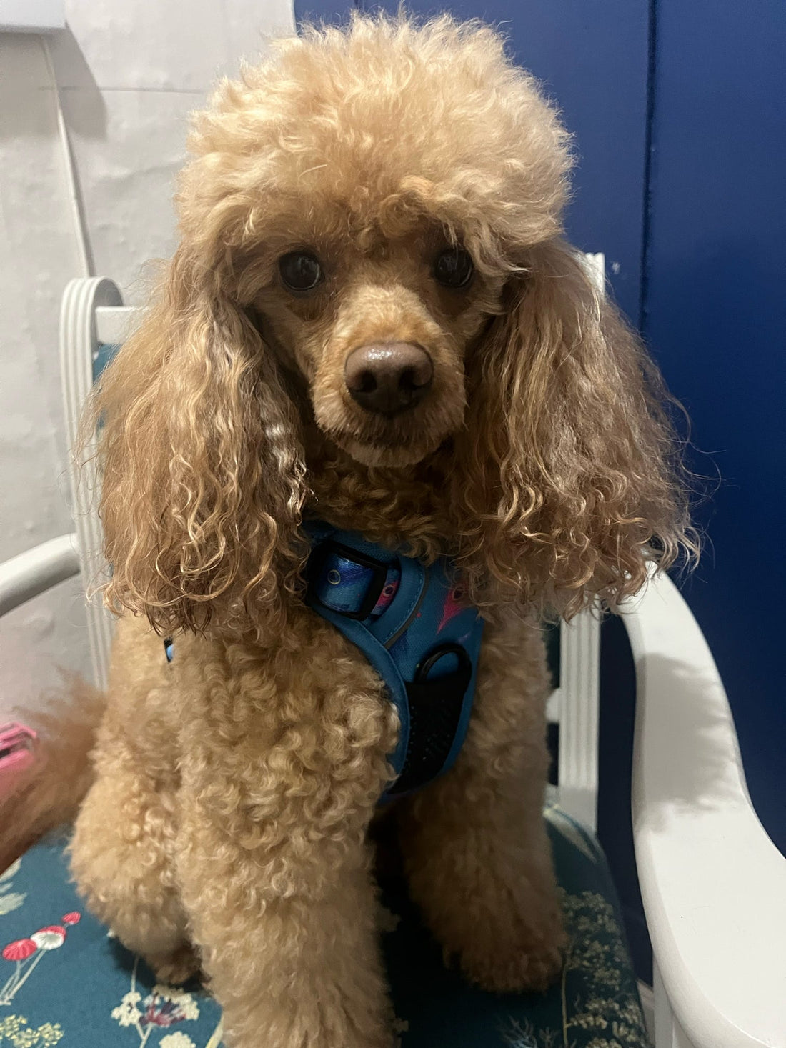 Power Peacock Tactical Dog Harness – No Pull & Fully Adjustable | Shop Brit | UK Pet Shop | 