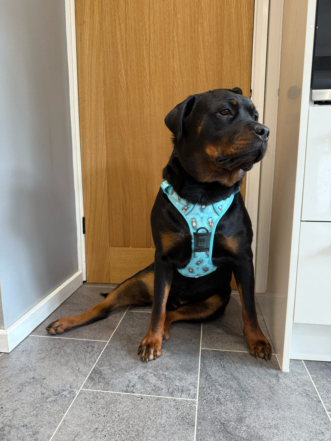 Otterly Lovely Tactical Dog Harness – No Pull &  Fully Adjustable | Shop Brit | UK Pet Shop | 