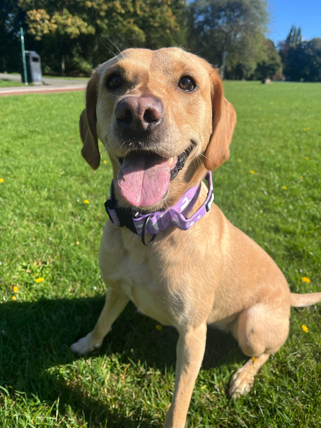 Daydreams and Unicorns Collar | Shop Brit | UK Pet Shop | Pet Products