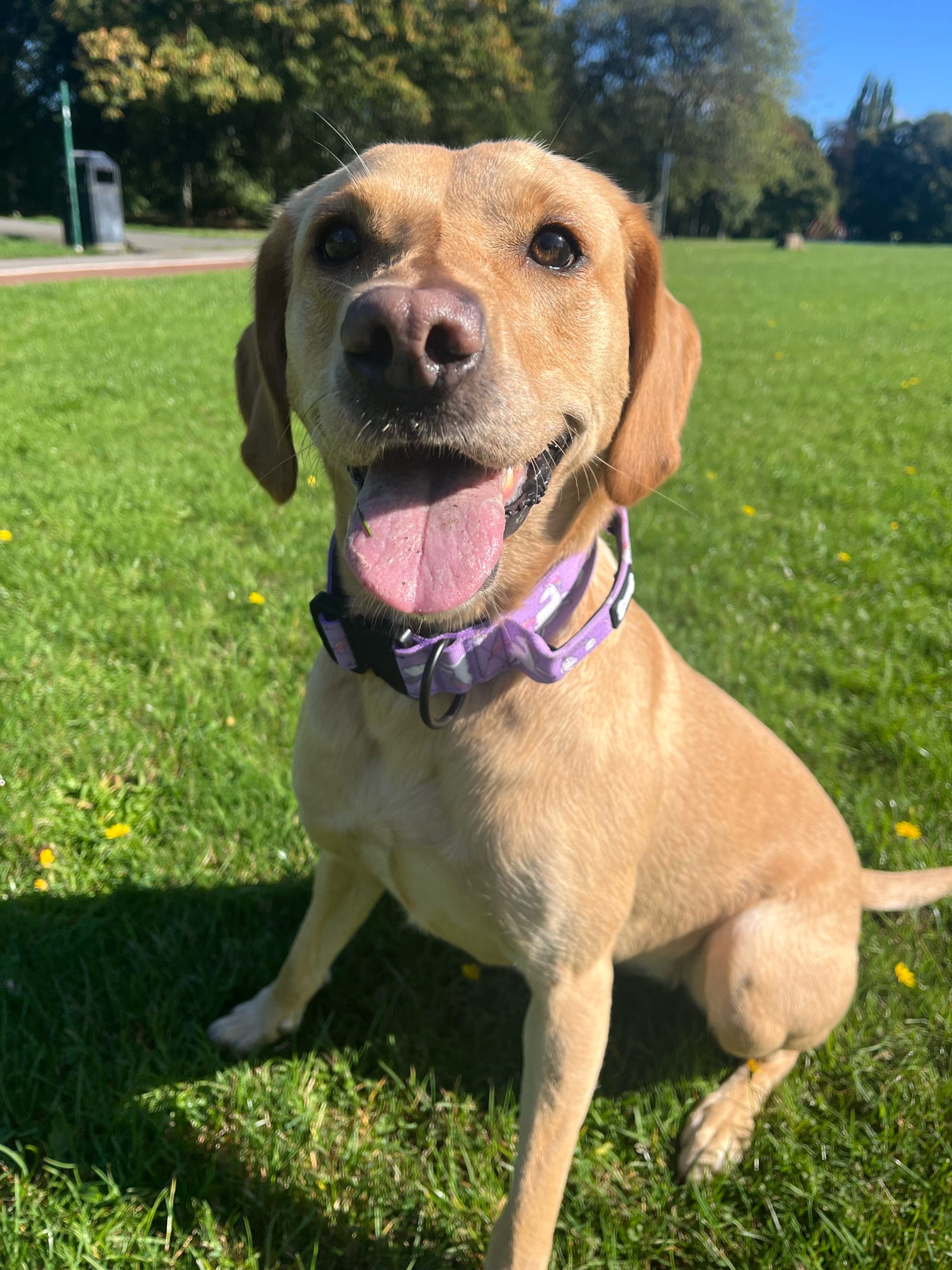 Daydreams and Unicorns Tactical Dog Collar | Shop Brit | UK Pet Shop | 