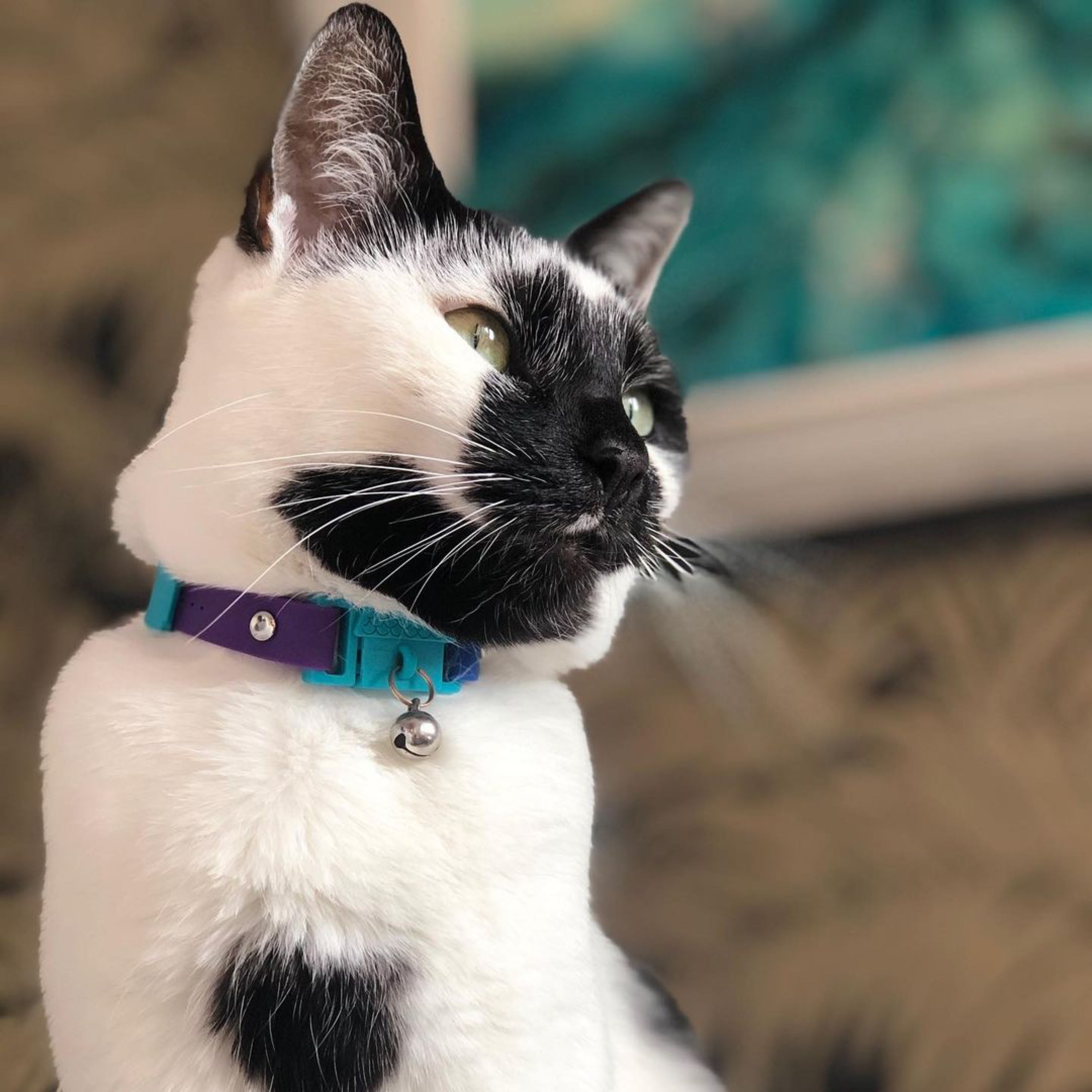 KITTYRAMA MONTE CARLO CAT COLLAR - Quick Release, Breakaway, Hypoallergenic | Shop Brit | UK Pet Shop | Cat Supplies