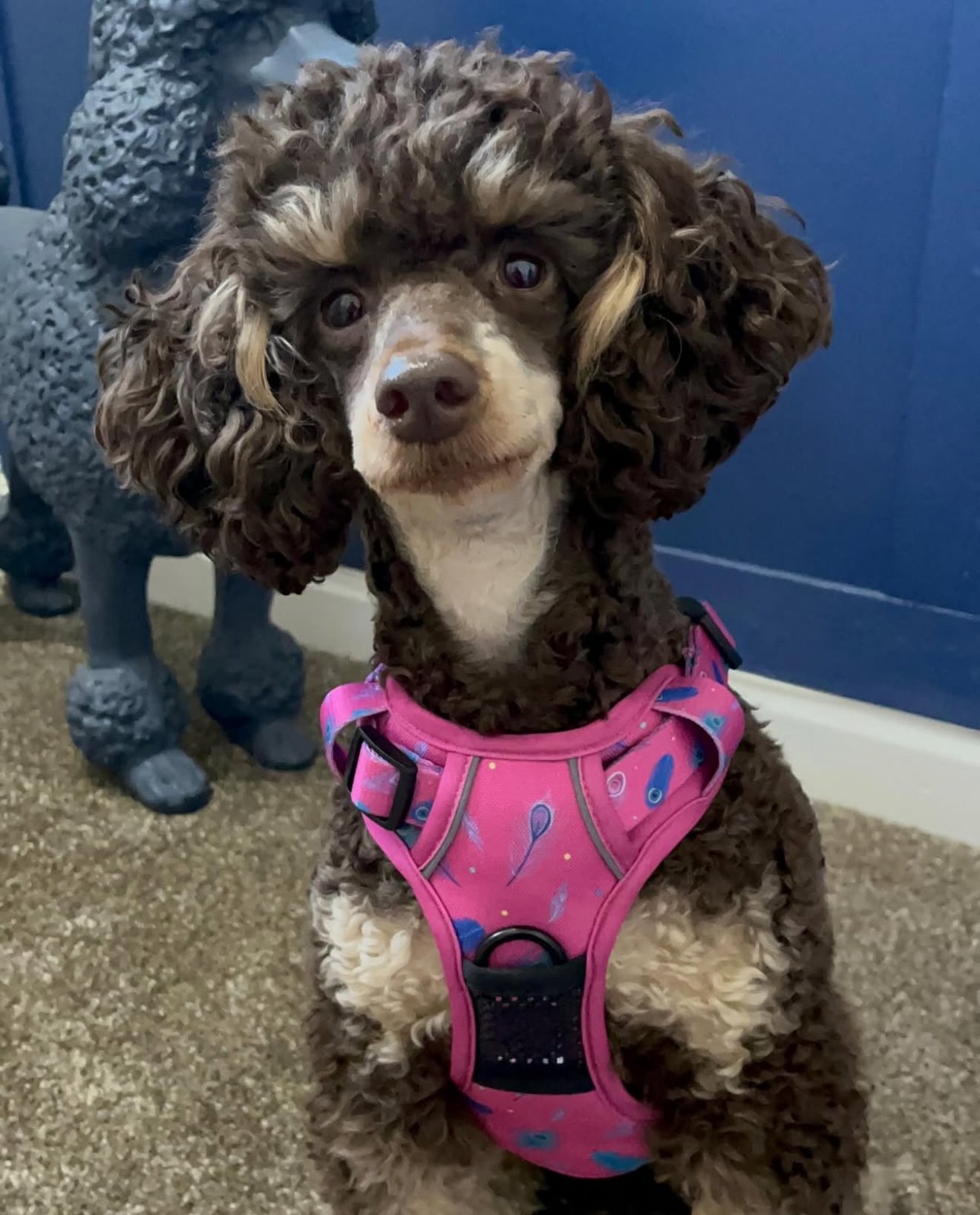 Peacock Power No Pull Tactical Dog Harness | Shop Brit | UK Pet Shop | Pet Collars & Harnesses