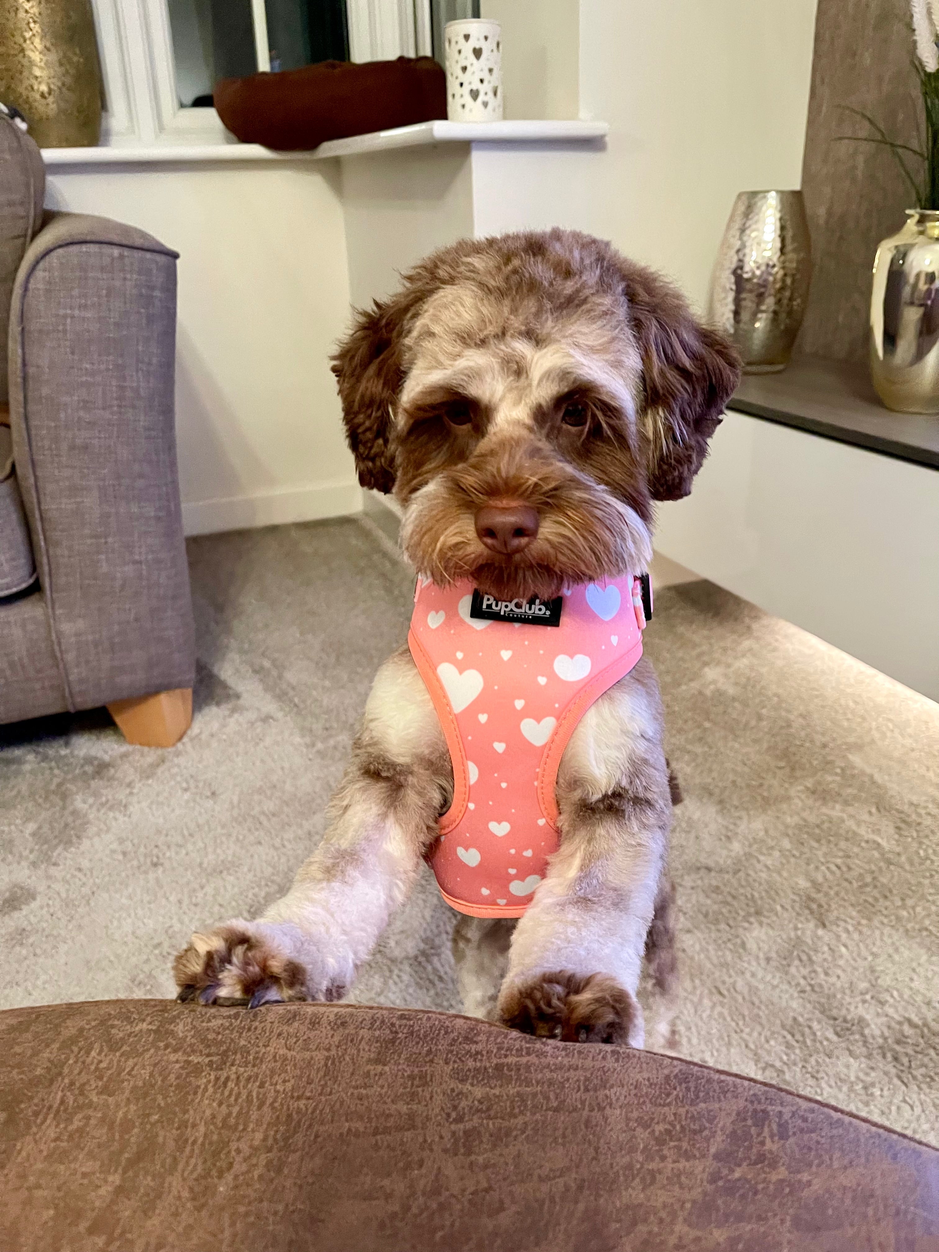 Adjustable Harness - Peachy Hearts