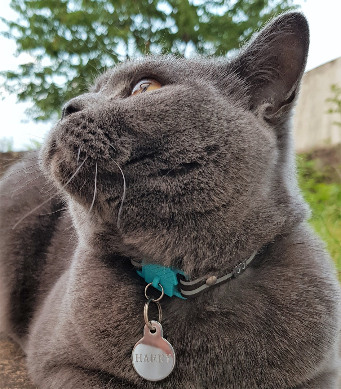 KITTYRAMA HAVANA CAT COLLAR - Quick Release, Breakaway, Hypoallergenic | Shop Brit | UK Pet Shop | Cat Supplies