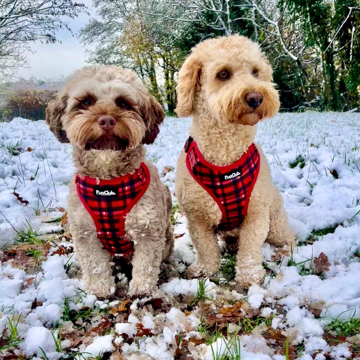 Adjustable Harness - Red Tartan