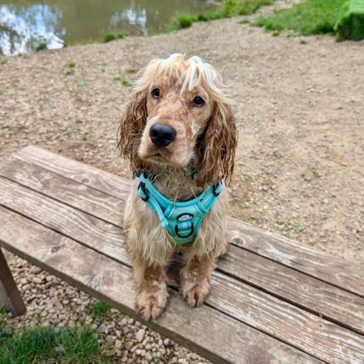 Rugged Rover™ Harness - Pastel Mint Green | Shop Brit | UK Pet Shop | Rugged Rover Dog Harness