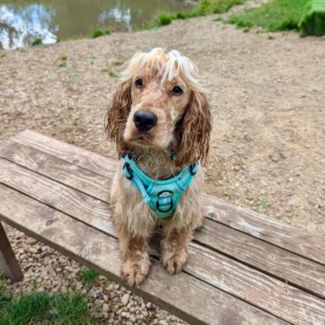 Rugged Rover™ Harness - Pastel Mint Green | Shop Brit | UK Pet Shop | Rugged Rover Dog Harness