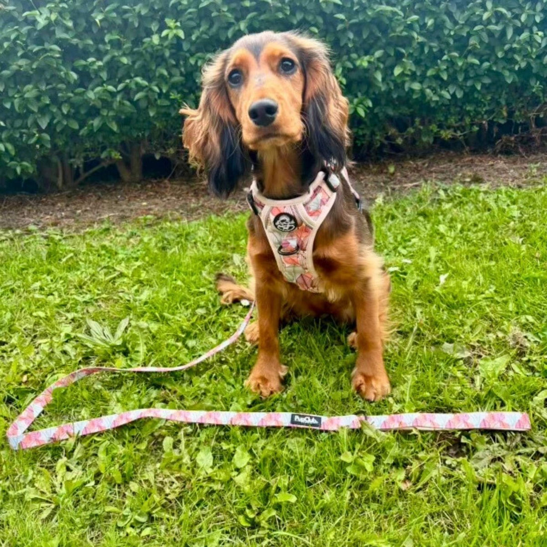 Rugged Rover™ Harness - Autumn Breeze | Shop Brit | UK Pet Shop | Rugged Rover Dog Harness