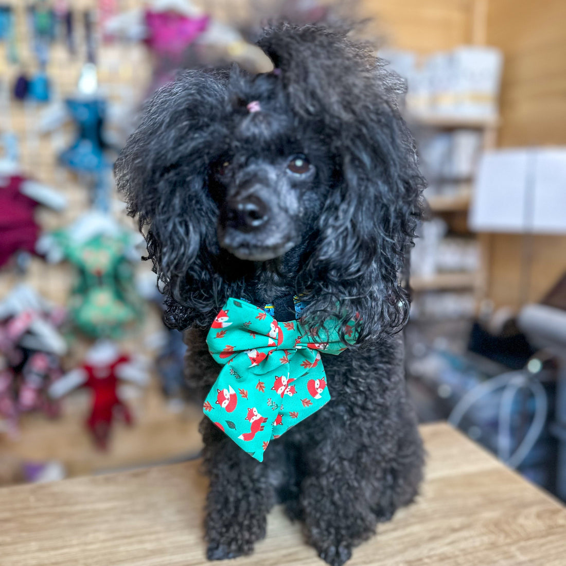 Inquisitive Fox Sailor Bow Tie for Dog | Shop Brit | UK Pet Shop | Pet Products