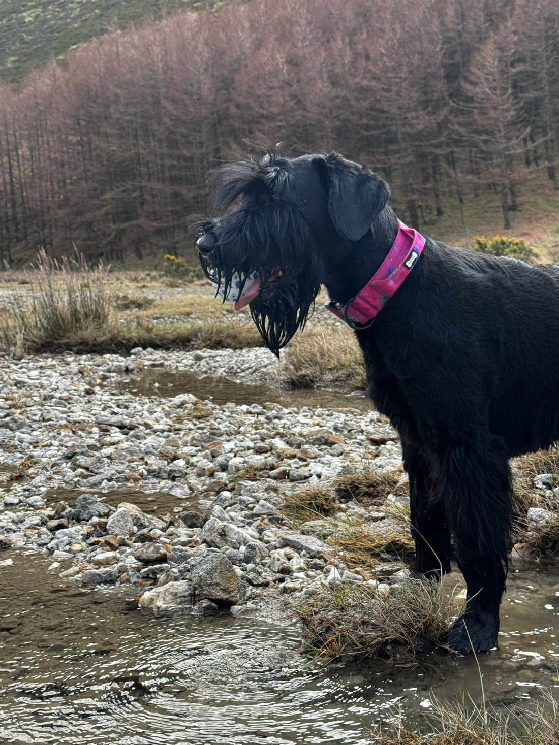 Peacock Power Tactical Dog Collar with Handle | Shop Brit | UK Pet Shop | Pet Collars & Harnesses