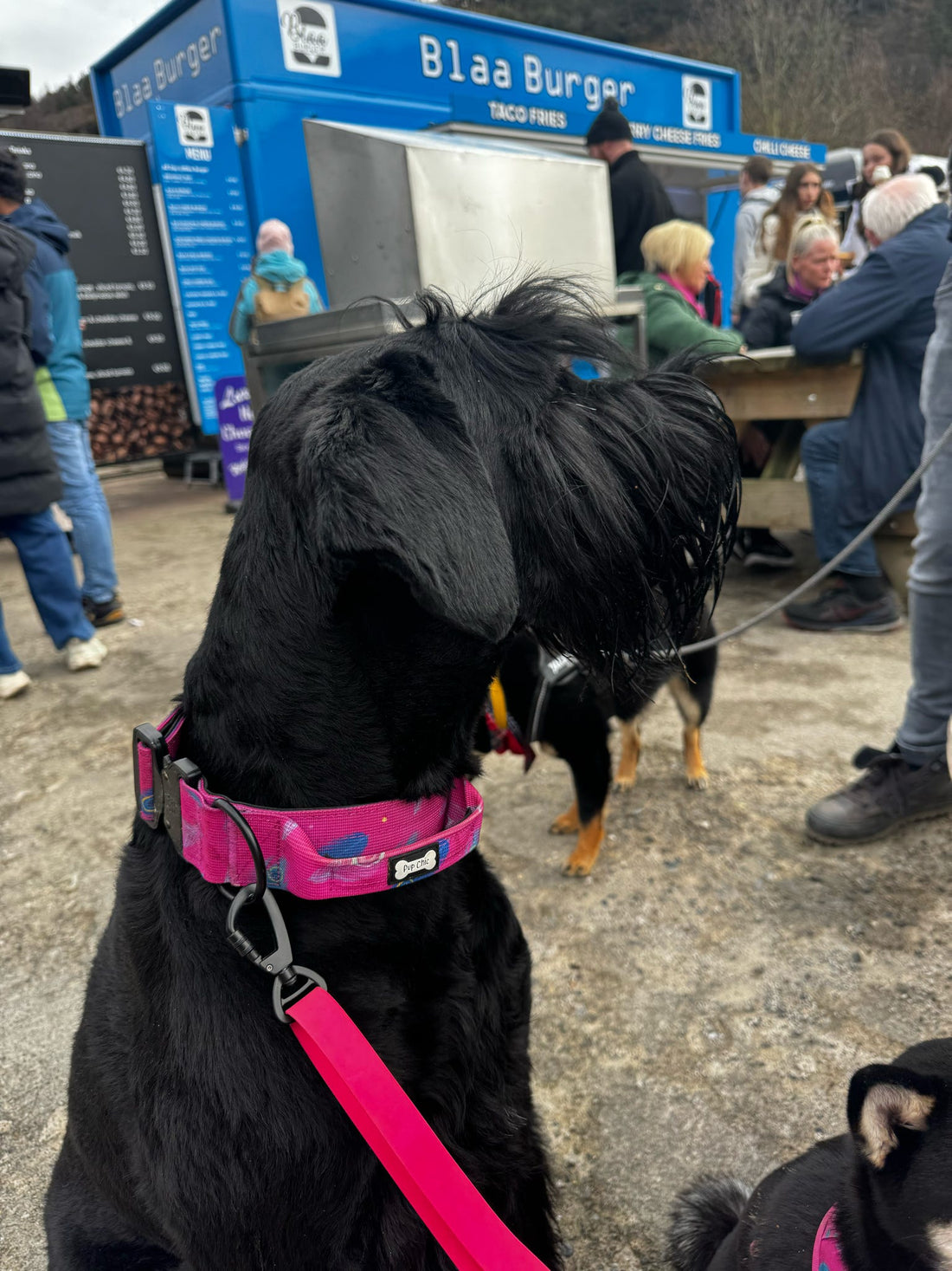 Peacock Power Tactical Dog Collar with Handle | Shop Brit | UK Pet Shop | Pet Collars & Harnesses