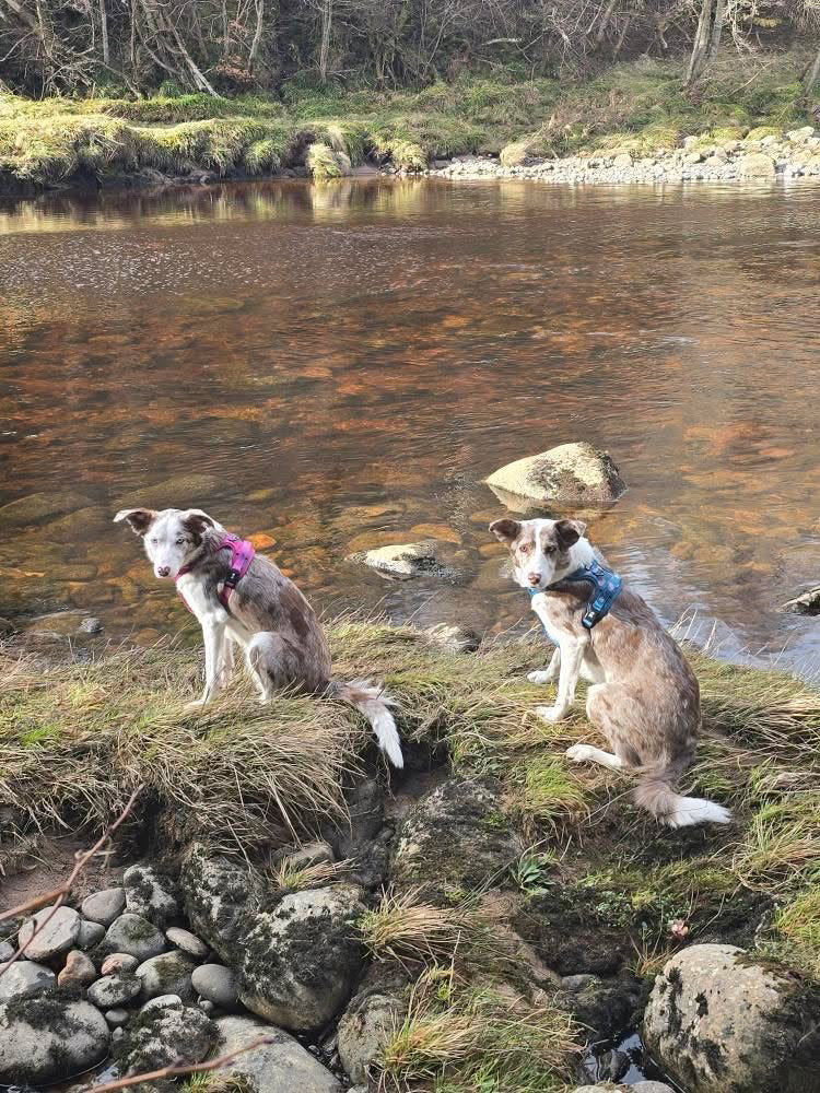 Lazy Sloth Tactical Dog Harness | Shop Brit | UK Pet Shop | 