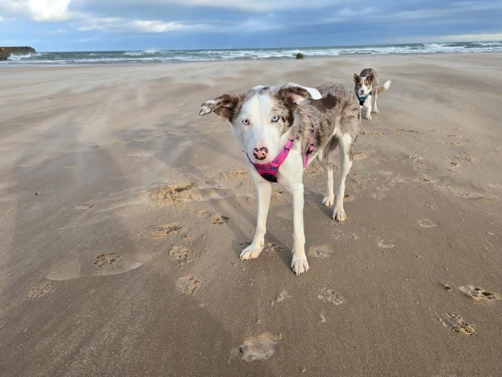 Peacock Power No Pull Tactical Dog Harness | Shop Brit | UK Pet Shop | Pet Collars & Harnesses