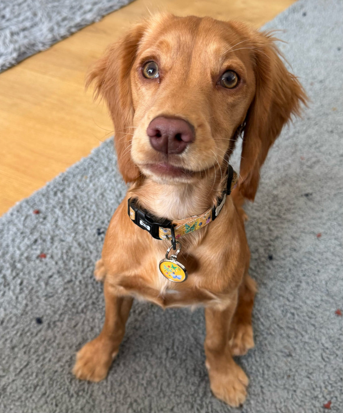 Summer Buzzin’ Dog Collar | Shop Brit | UK Pet Shop | 