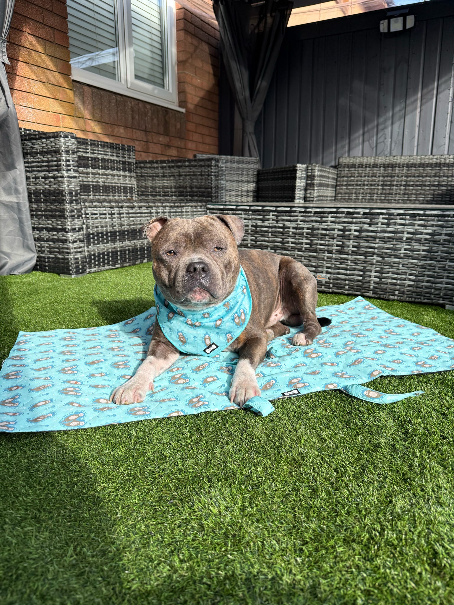 Otterly Lovely Dog Settle Mat - The Perfect Travel Mat for Your Dog! 🦦💙 | Shop Brit | UK Pet Shop | Pet Products