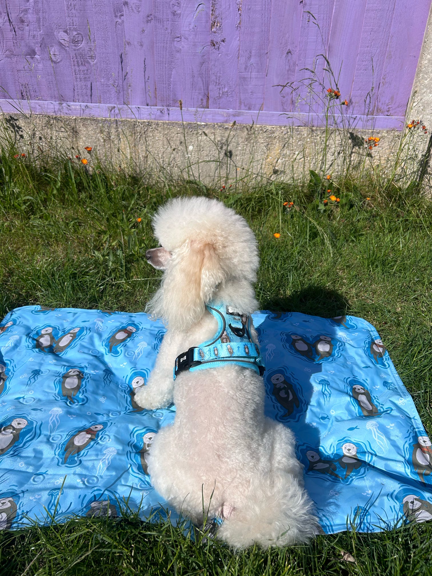 Otterly Lovely Tactical Dog Harness – No Pull &  Fully Adjustable | Shop Brit | UK Pet Shop | 