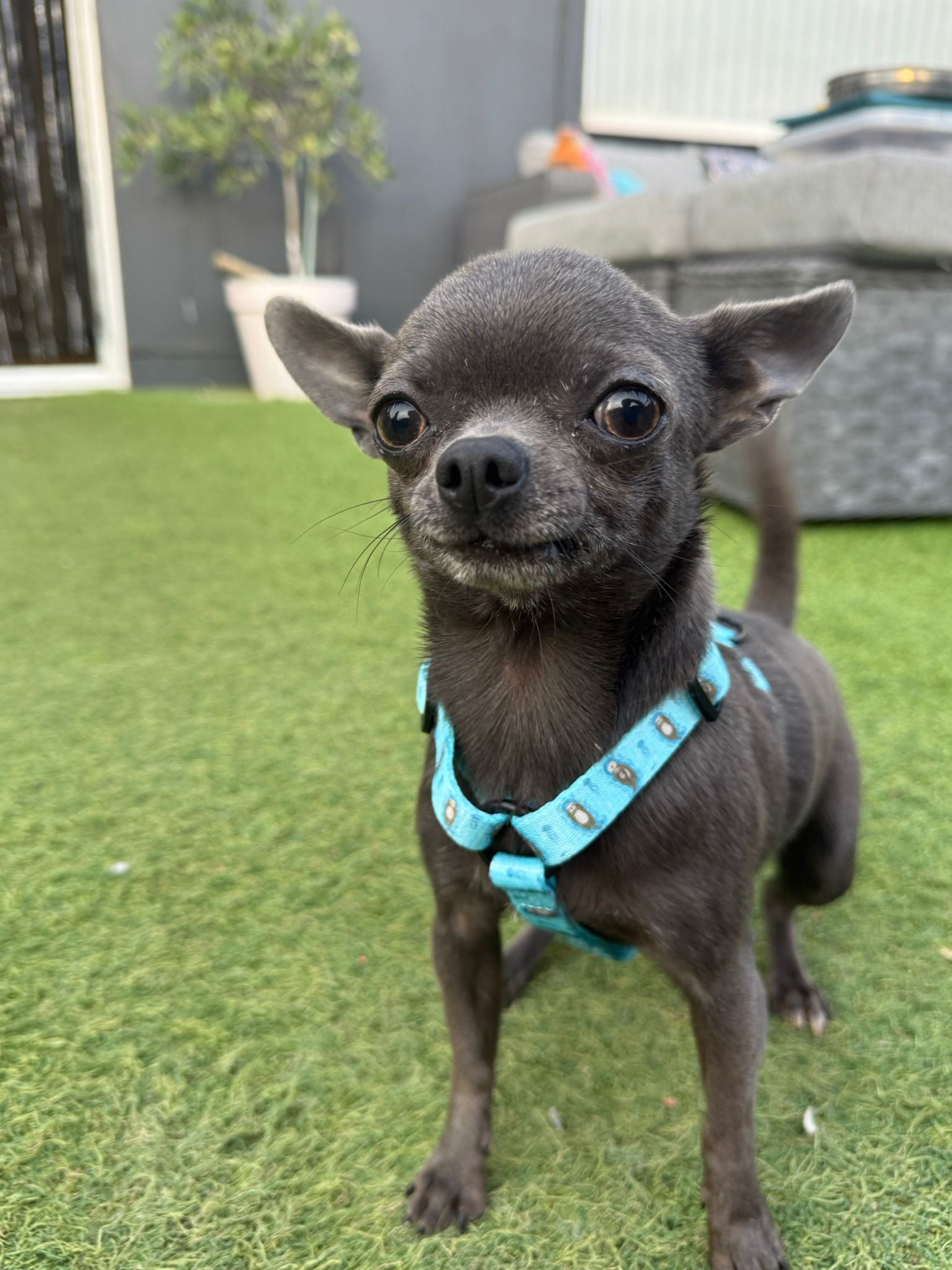 Otterly Lovely XXXS Puppy Harness | Shop Brit | UK Pet Shop | Pet Products