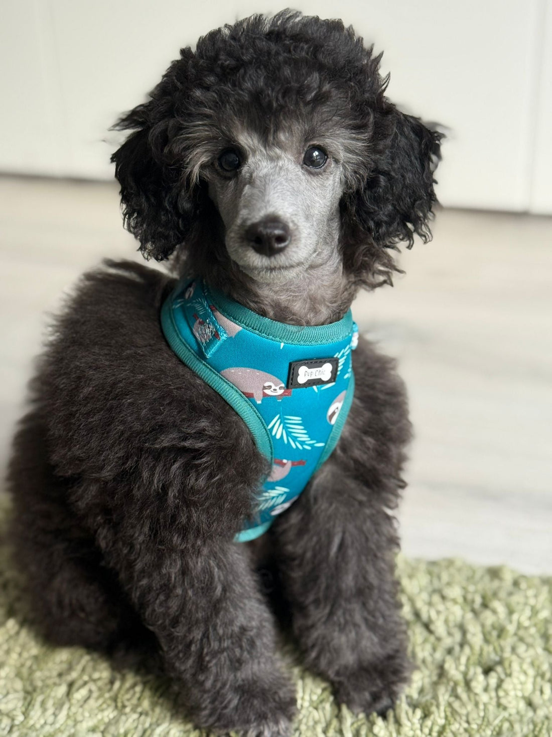 Lazy Sloth Puppy Harness – XXS Size for Tiny Breeds 🦥💚 | Shop Brit | UK Pet Shop | Pet Products