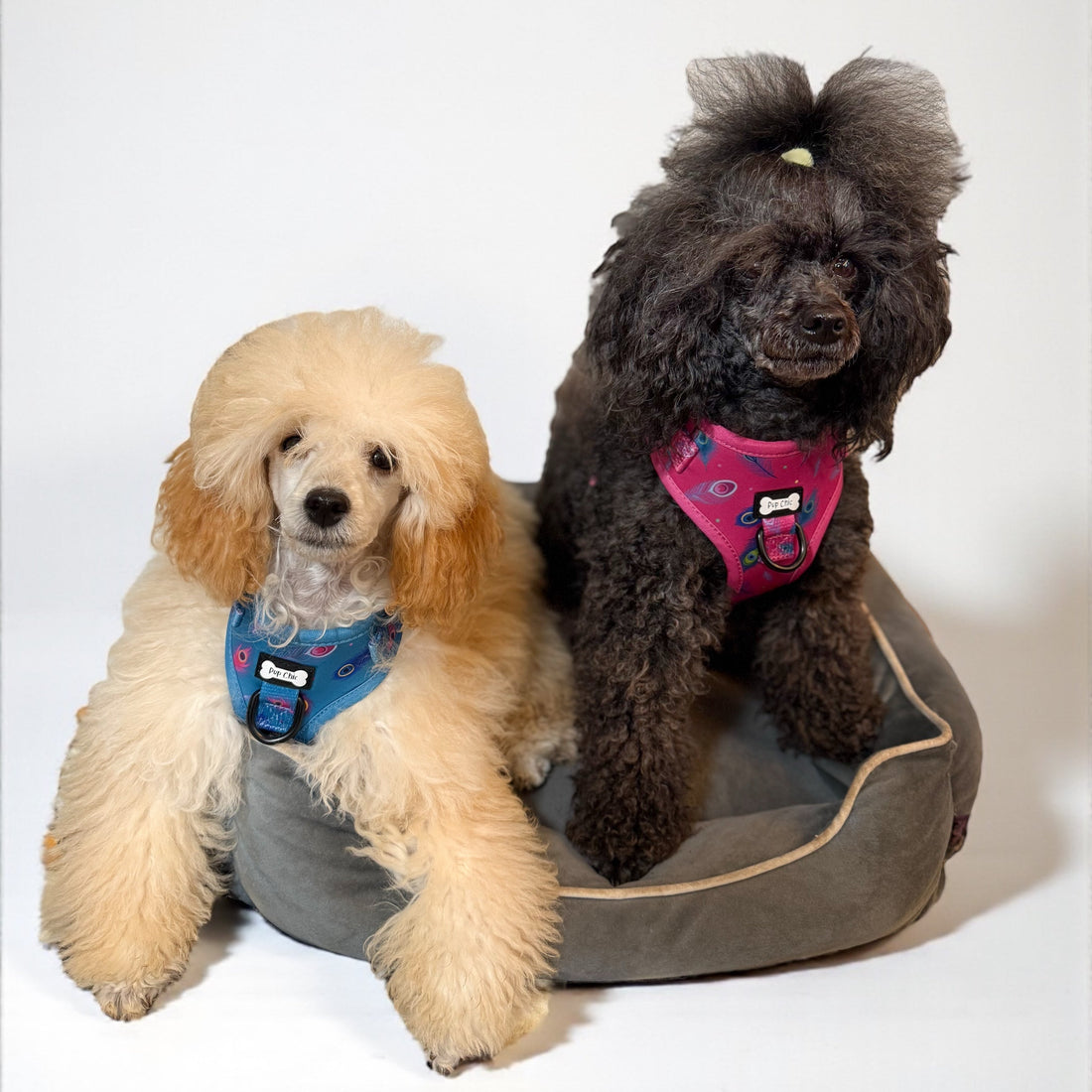 Power Peacock Step-In Adjustable Harness – Easy, Comfy & Made for Stylish Small Dogs! | Shop Brit | UK Pet Shop | Pet Products