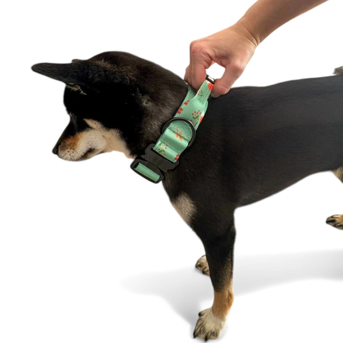 Inquisitive Fox Tactical Dog Collar | Shop Brit | UK Pet Shop | 