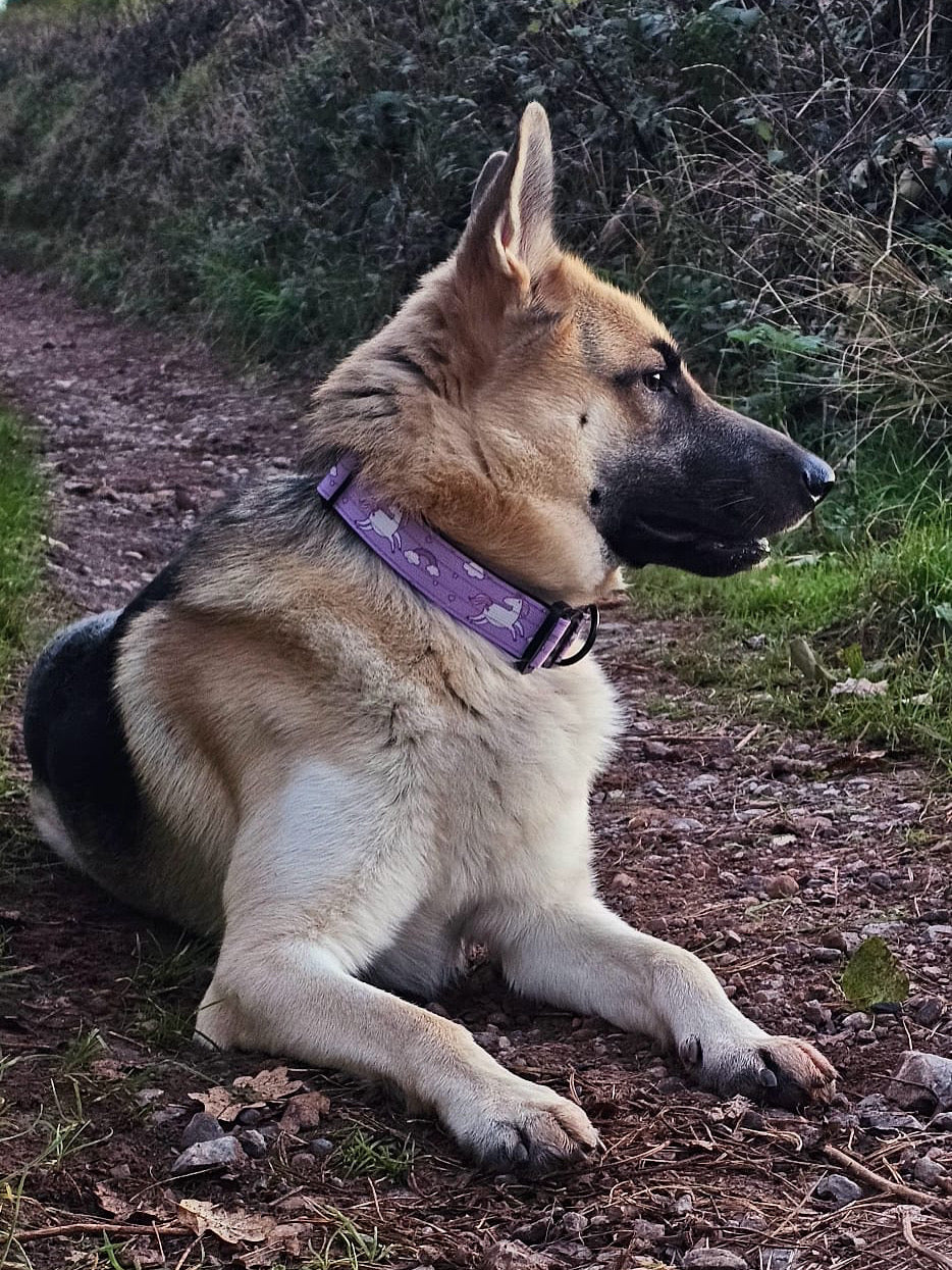 Daydreams and Unicorns Tactical Dog Collar | Shop Brit | UK Pet Shop | 