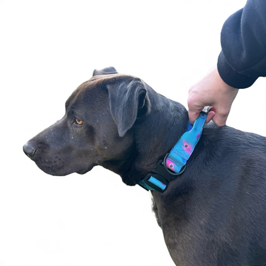 Power Peacock Adjustable & Tactical Dog Collars | Shop Brit | UK Pet Shop | 