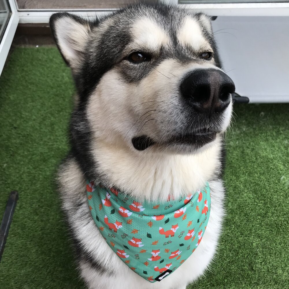 Inquisitive Fox Cooling Bandana | Shop Brit | UK Pet Shop | Pet Products