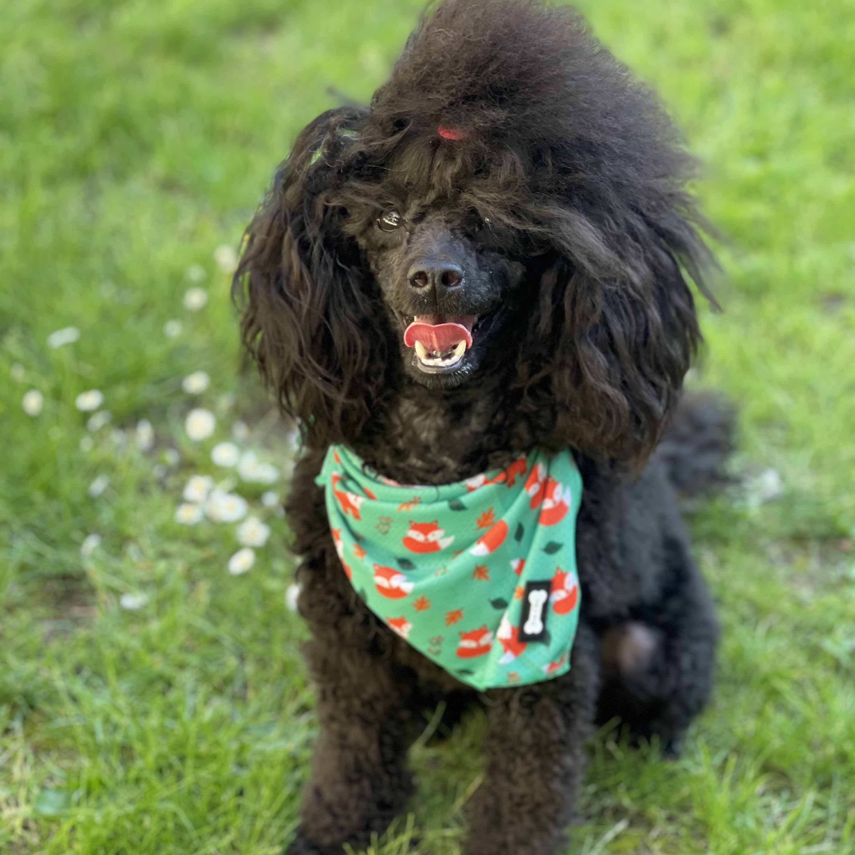 Inquisitive Fox Cooling Bandana | Shop Brit | UK Pet Shop | Pet Products