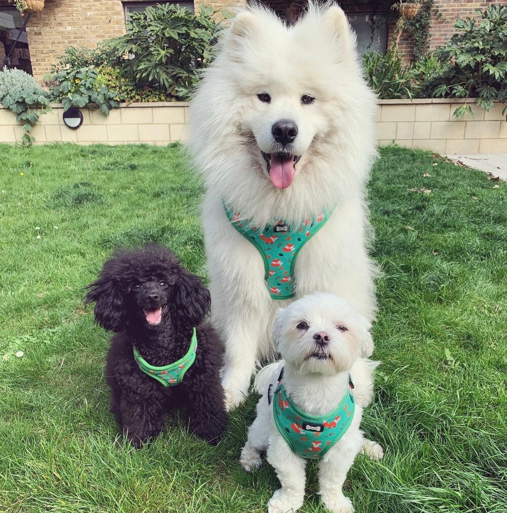 Inquisitive Fox XXS Puppy Harness | Shop Brit | UK Pet Shop | Pet Products