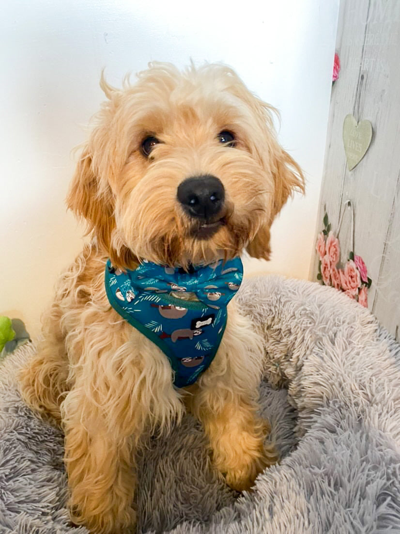 Lazy Sloth Puppy Harness – XXS Size for Tiny Breeds 🦥💚 | Shop Brit | UK Pet Shop | Pet Products