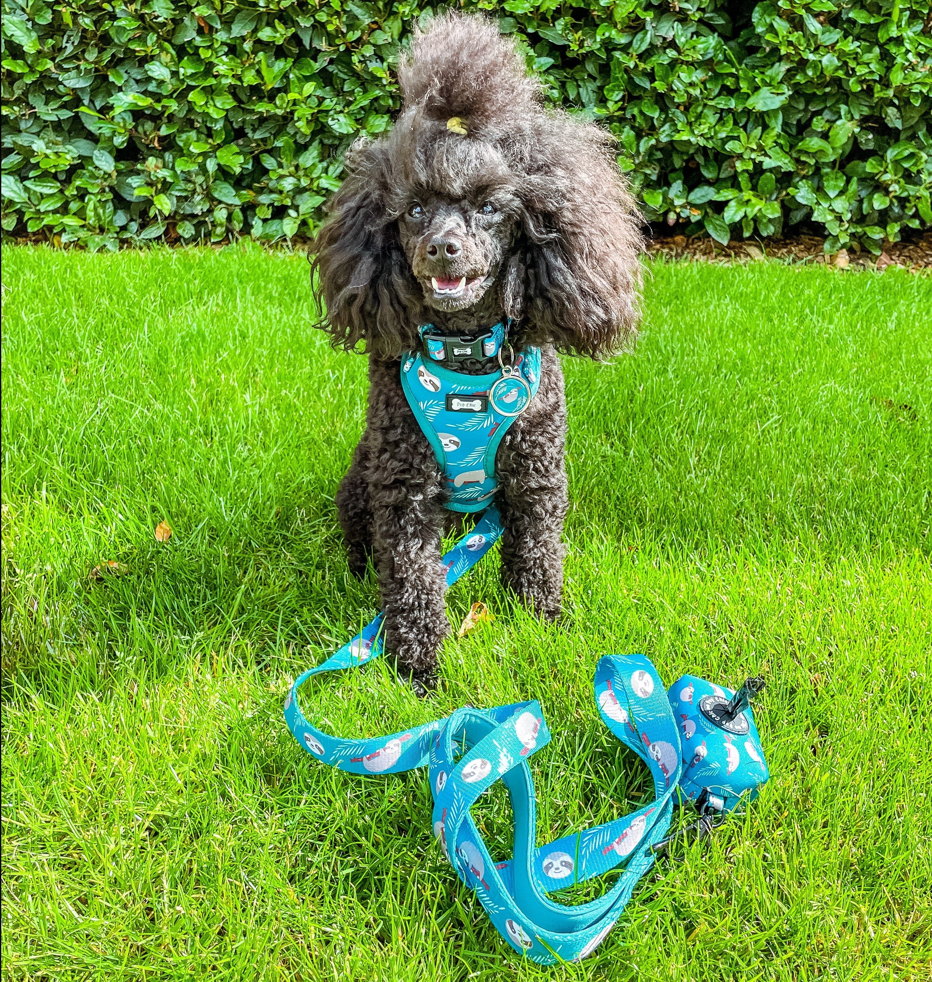 Lazy Sloth Puppy Harness – XXS Size for Tiny Breeds 🦥💚 | Shop Brit | UK Pet Shop | Pet Products