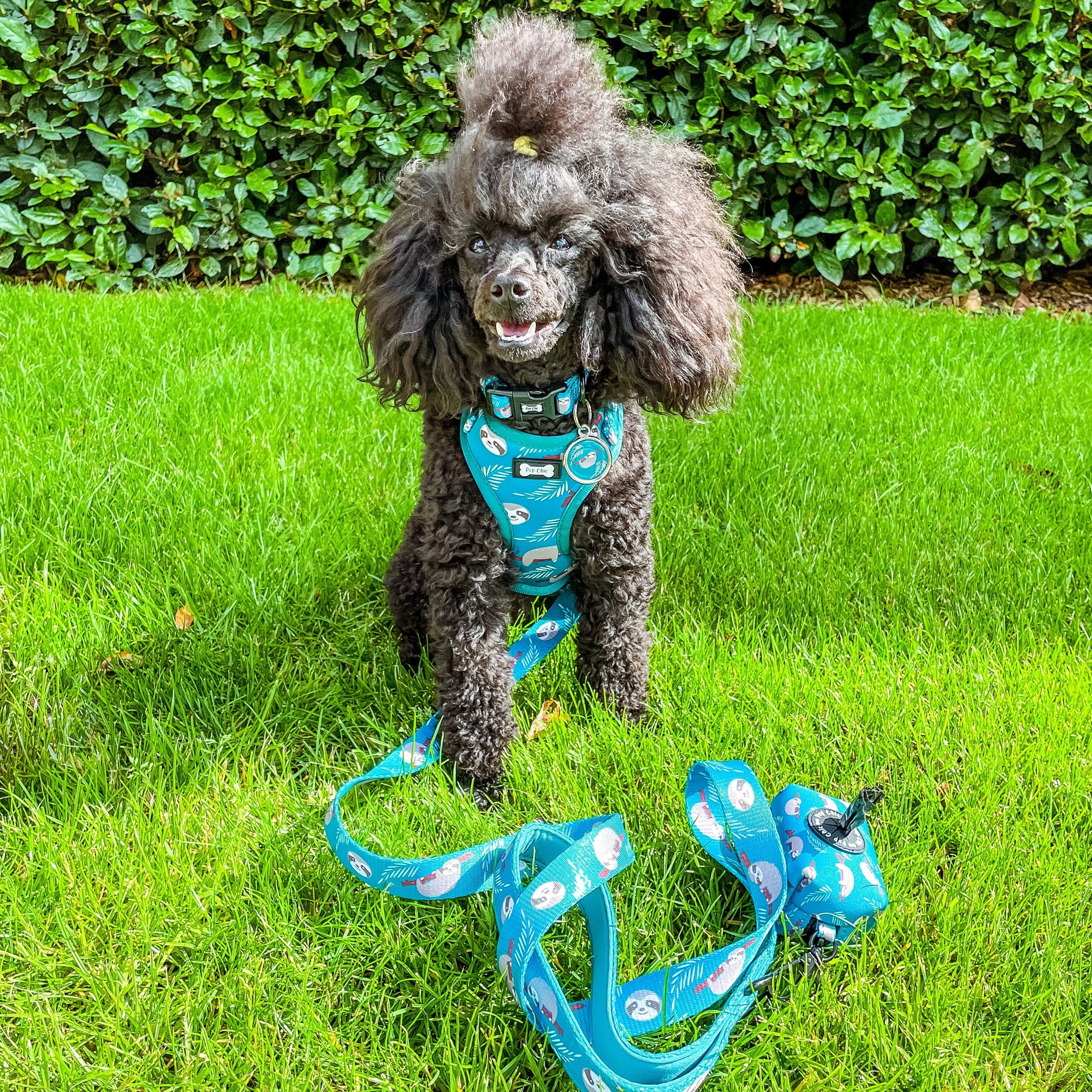 Lazy Sloth Collar | Shop Brit | UK Pet Shop | Pet Products