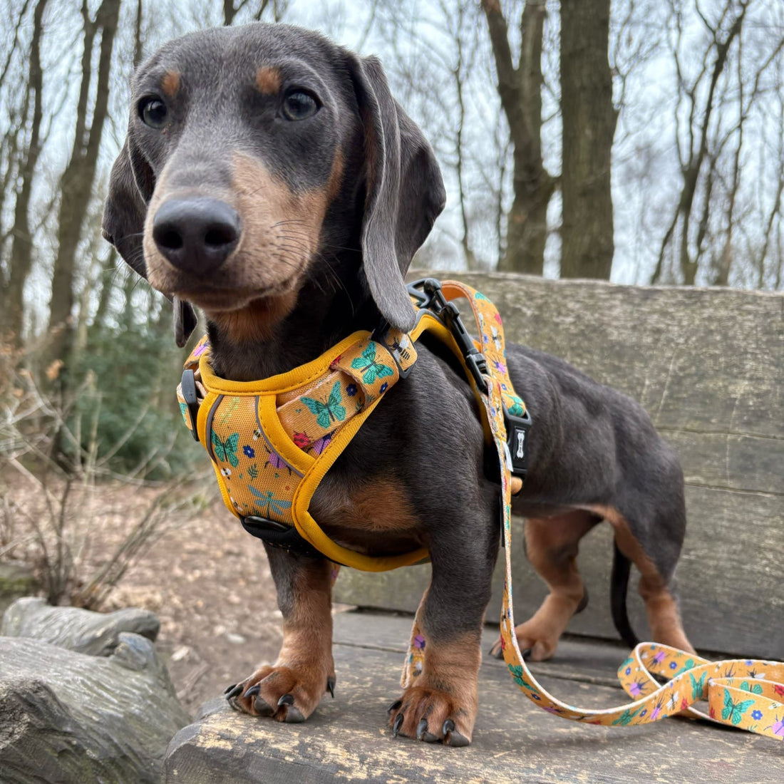 Summer Buzzin' No Pull Tactical Dog Harness – Yellow Insect Print, Adjustable, Step-In (XS-XL) | Shop Brit | UK Pet Shop | 