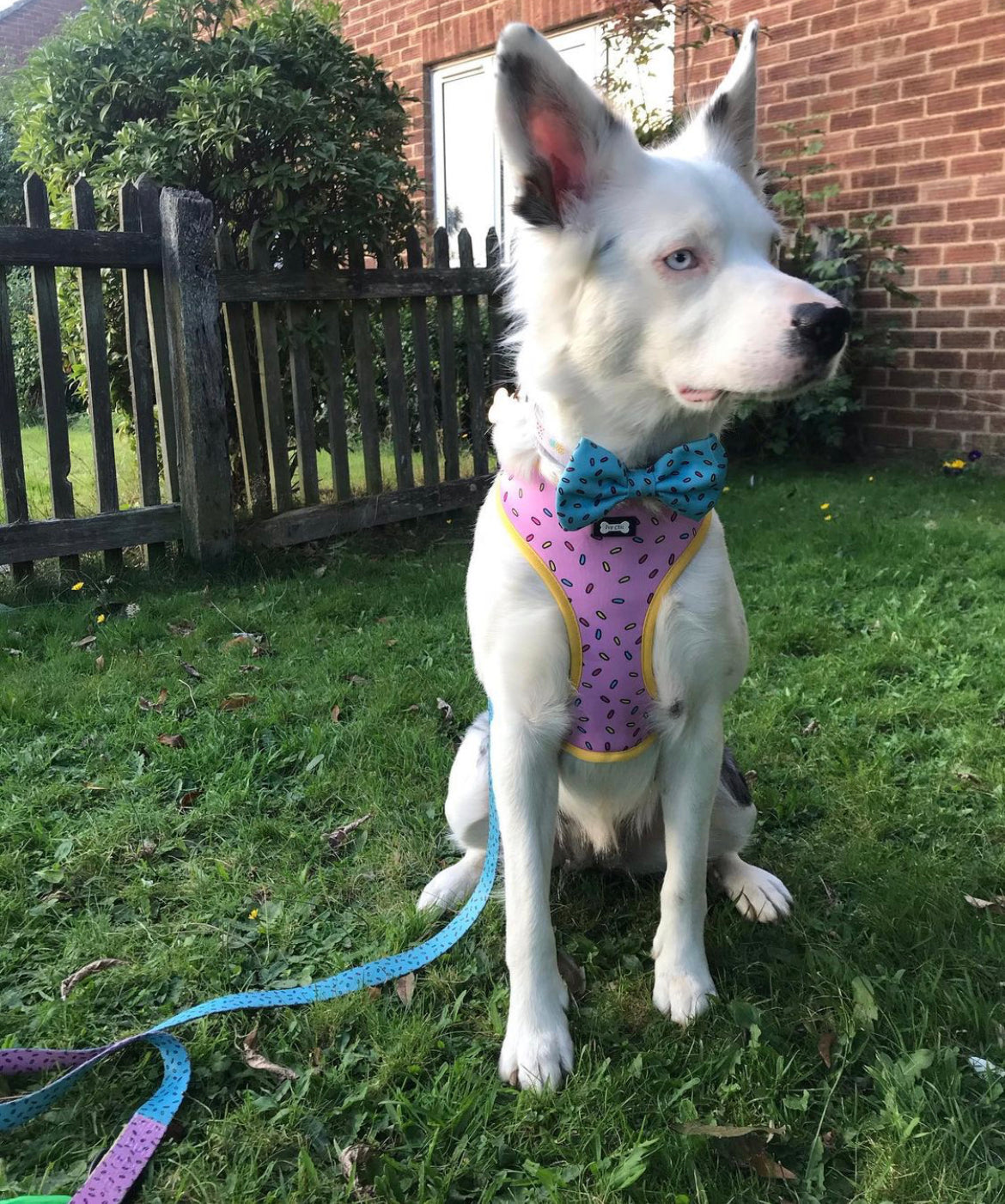 Sprinkles for Days reversible harness | Shop Brit | UK Pet Shop | Pet Products