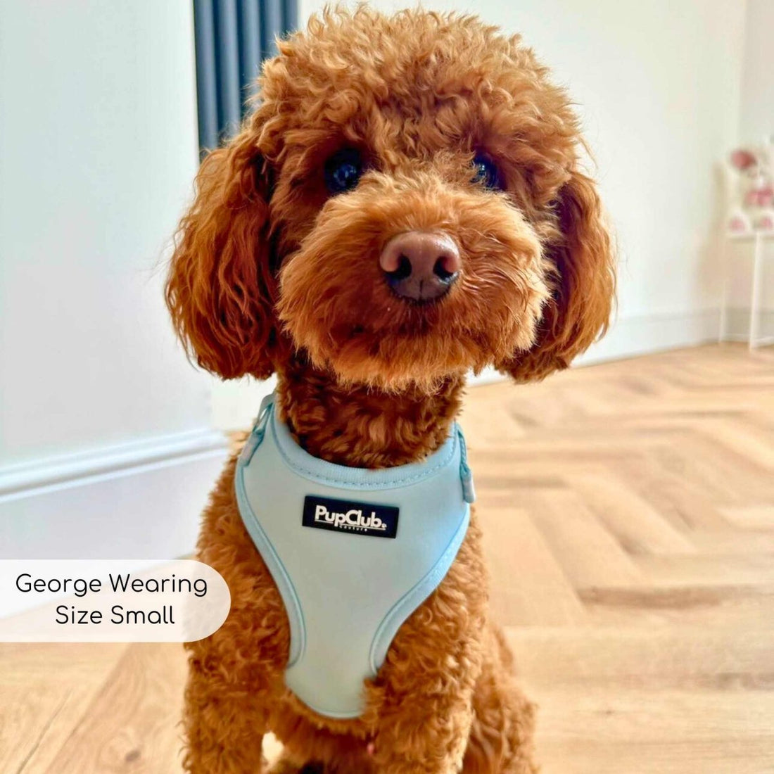 Adjustable Harness - Pastel Blue