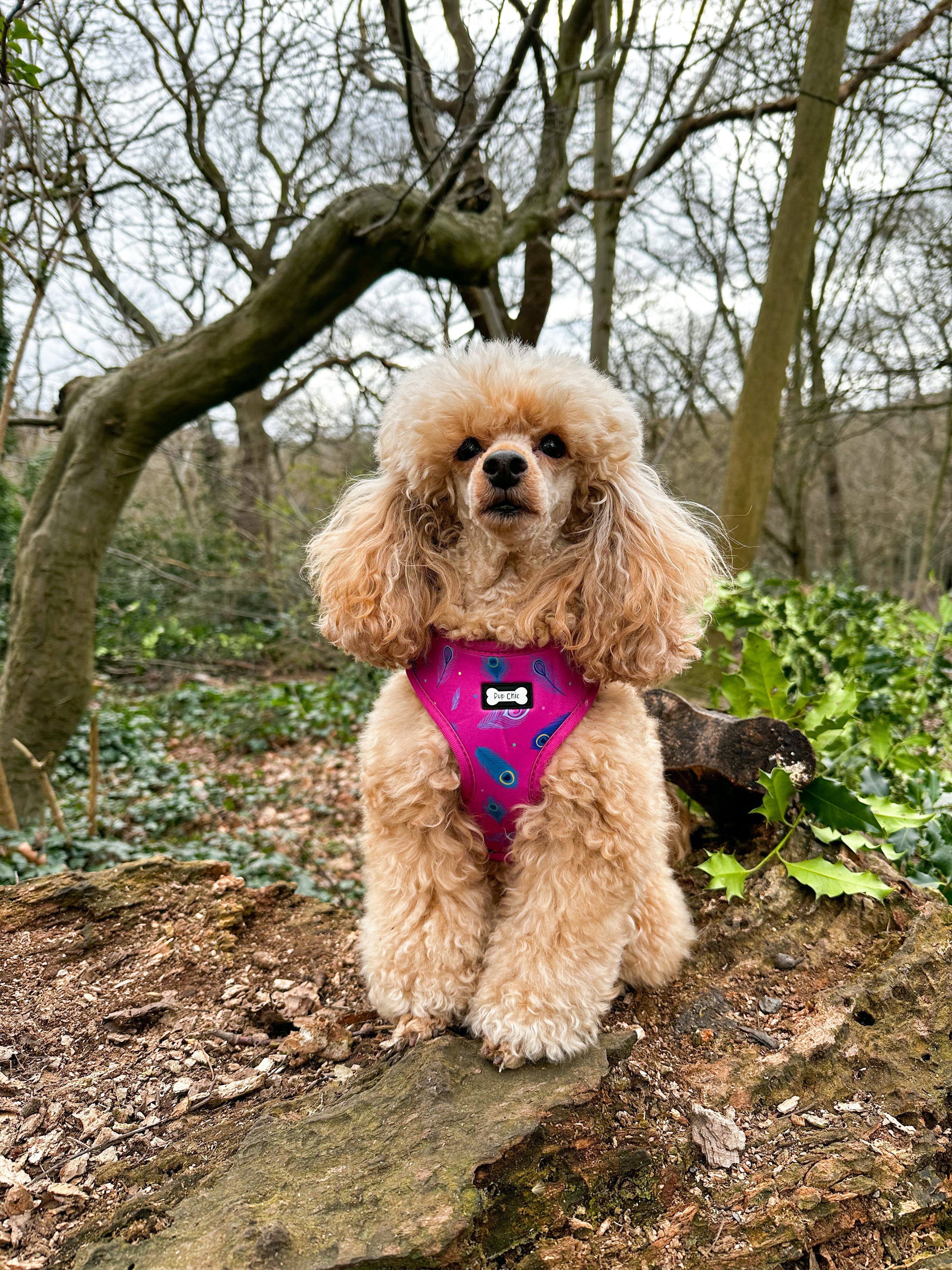Peacock Power Adjustable Dog Harness - hot pink peacock feather dog harness | Shop Brit | UK Pet Shop | Pet Products