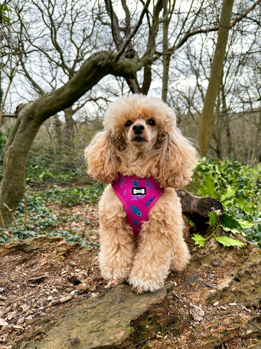 Peacock Power Adjustable Dog Harness - hot pink peacock feather dog harness | Shop Brit | UK Pet Shop | Pet Products