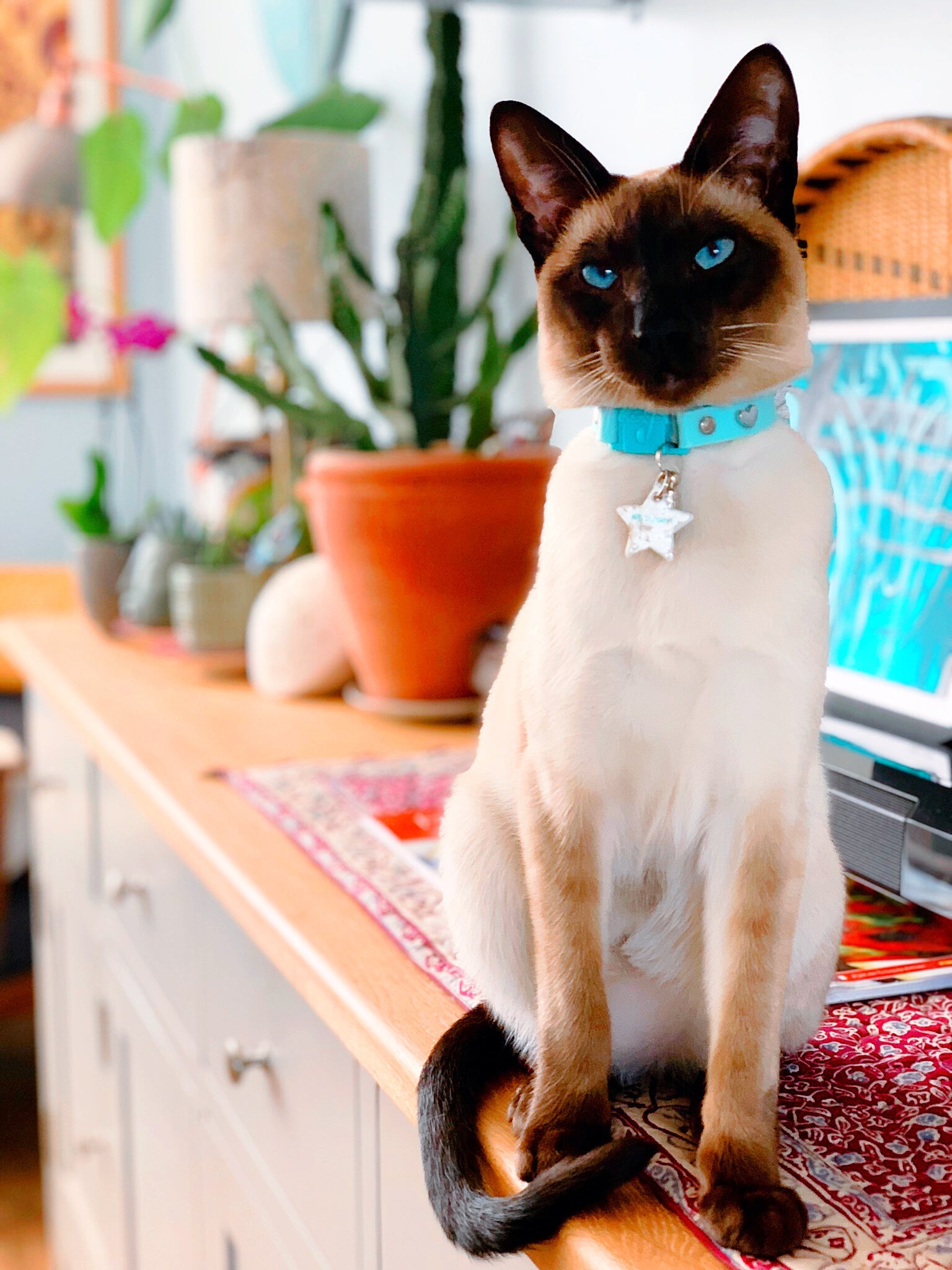 KITTYRAMA KITTEN AQUA COLLAR - Soft, Lightweight, Quick Release Breakaway | Shop Brit | UK Pet Shop | Cat Supplies