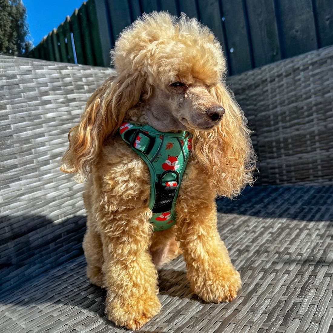 Inquisitive Fox No Pull Tactical Dog Harness – Green Fox Print, Adjustable, Step-In (XS-XL) | Shop Brit | UK Pet Shop | 