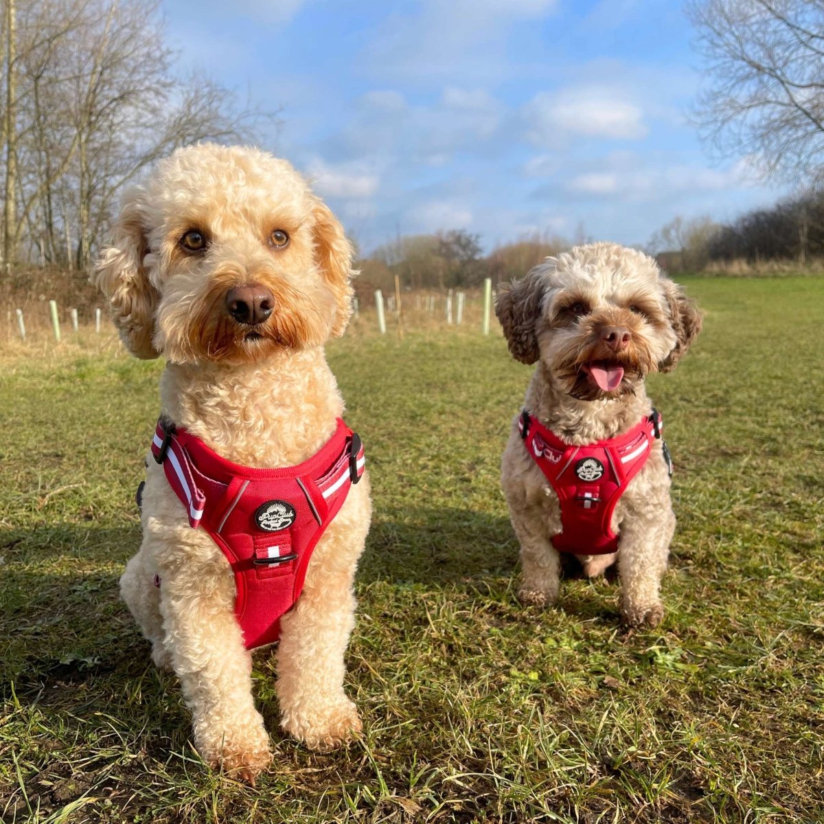 Rugged Rover™ Harness - Berry Red | Shop Brit | UK Pet Shop | Rugged Rover Dog Harness