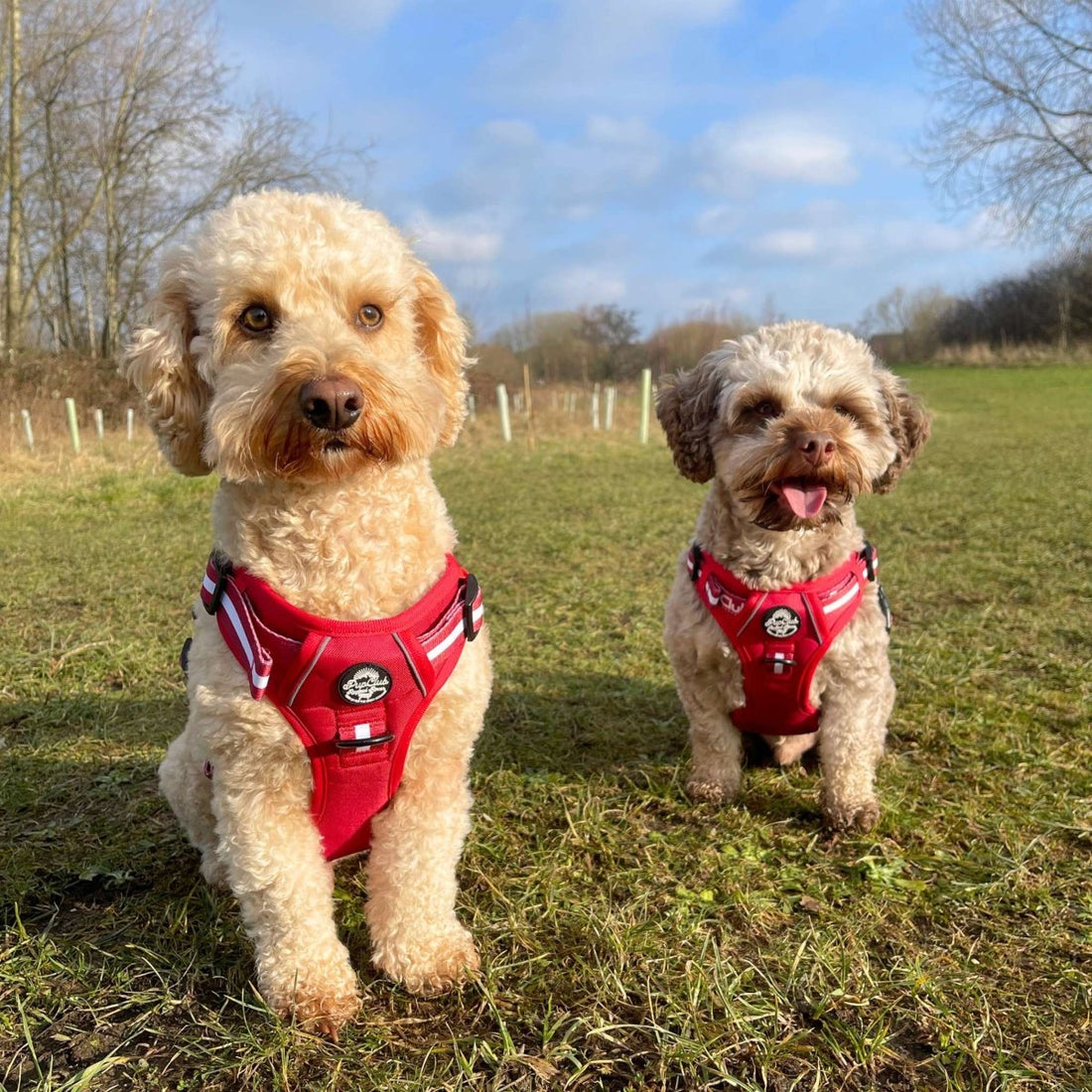 Rugged Rover™ Harness - Berry Red | Shop Brit | UK Pet Shop | Rugged Rover Dog Harness