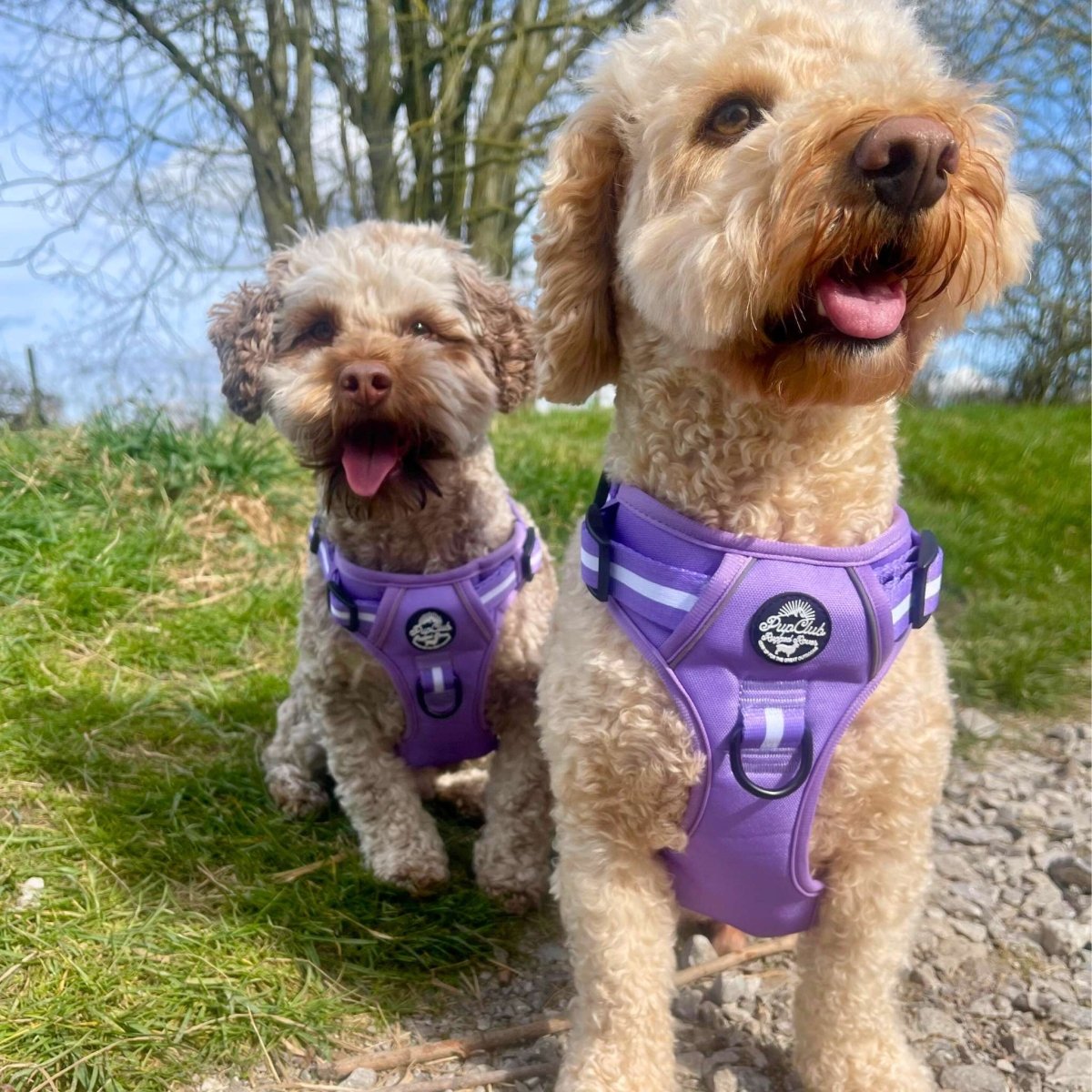 Rugged Rover™ Harness - Lilac Blush | Shop Brit | UK Pet Shop | Rugged Rover Dog Harness